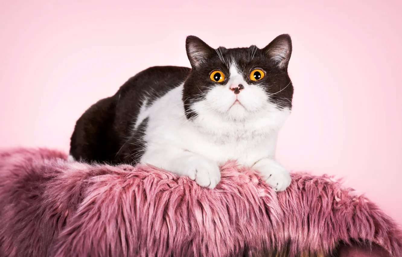 Photo wallpaper cat, cat, look, pose, face