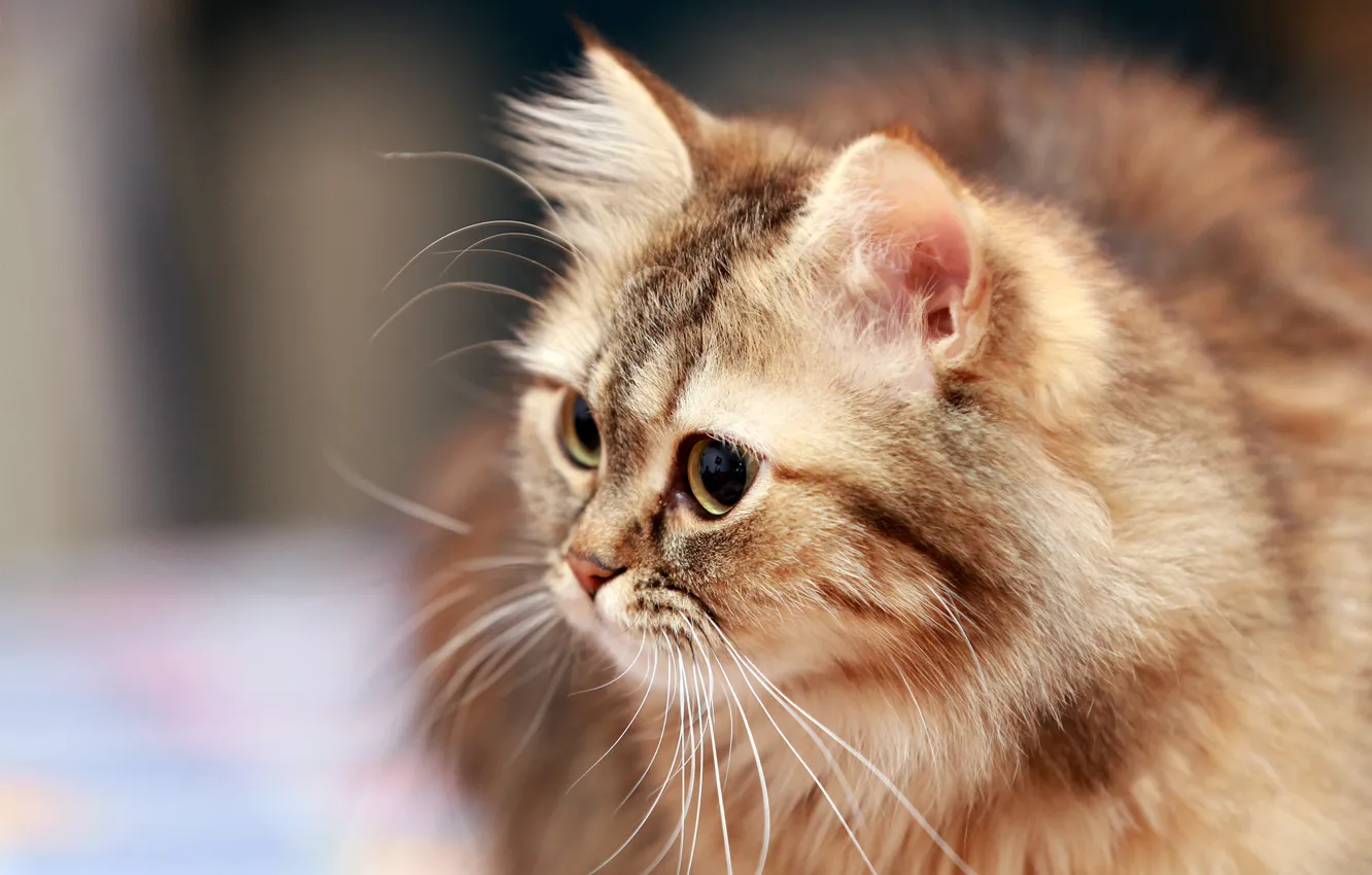 Photo wallpaper eyes, cat, mustache, fluffy, red