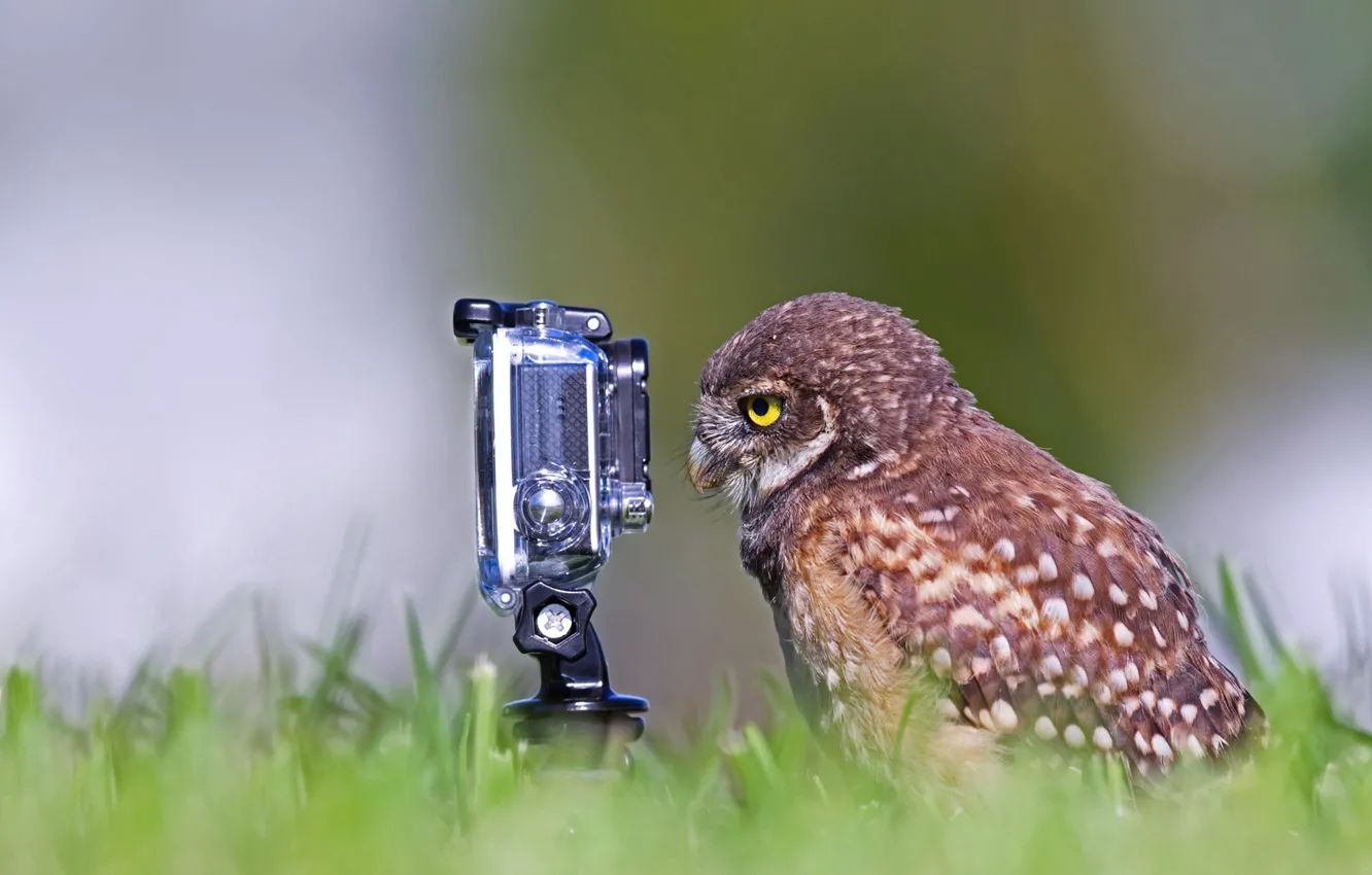 Photo wallpaper bird, the situation, the camera, burrowing owl