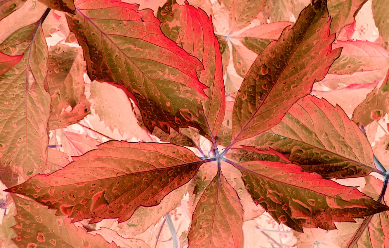 Photo wallpaper color, fantasy, leaf