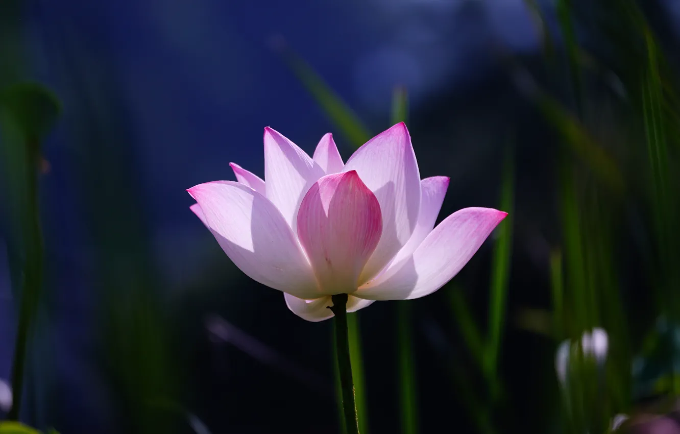 Photo wallpaper grass, light, flowers, blue, background, dark, petals, Lotus