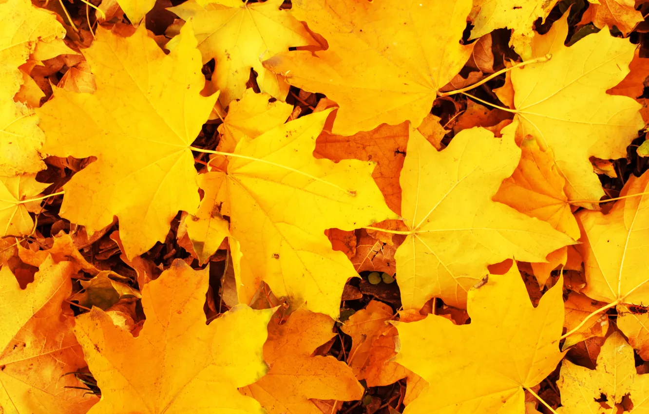 Photo wallpaper autumn, leaves, yellow, background, colorful, maple, yellow, background