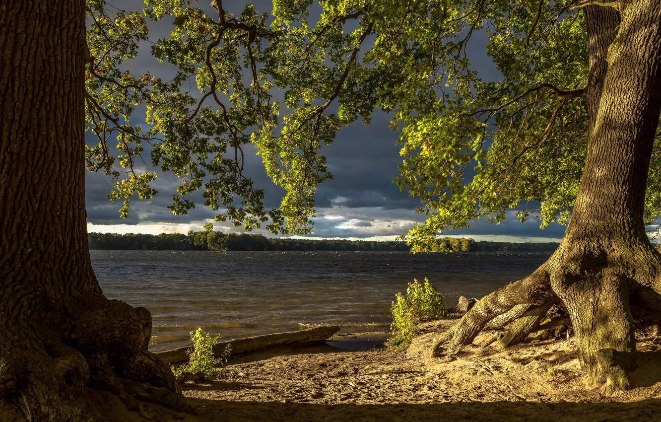 Photo wallpaper trees, clouds, nature
