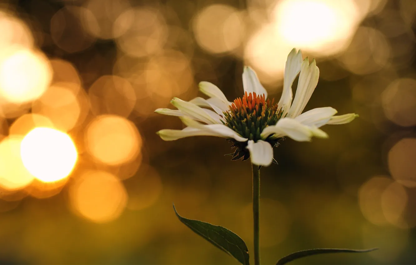 Photo wallpaper leaves, sunset, flowers, chamomile, bokeh