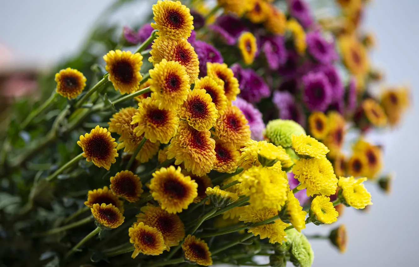 Photo wallpaper flowers, yellow, bouquet, chrysanthemum, lilac, bokeh