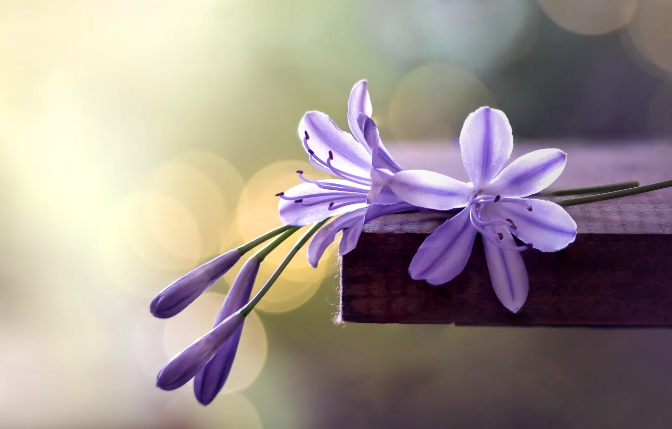 Photo wallpaper macro, flowers, background