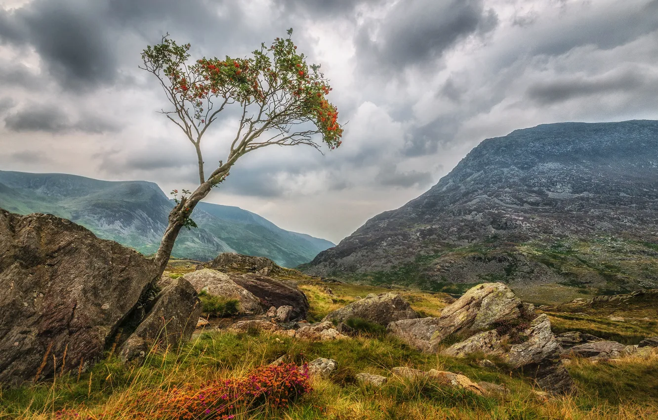 Photo wallpaper landscape, mountains, clouds, stones, tree, Wales