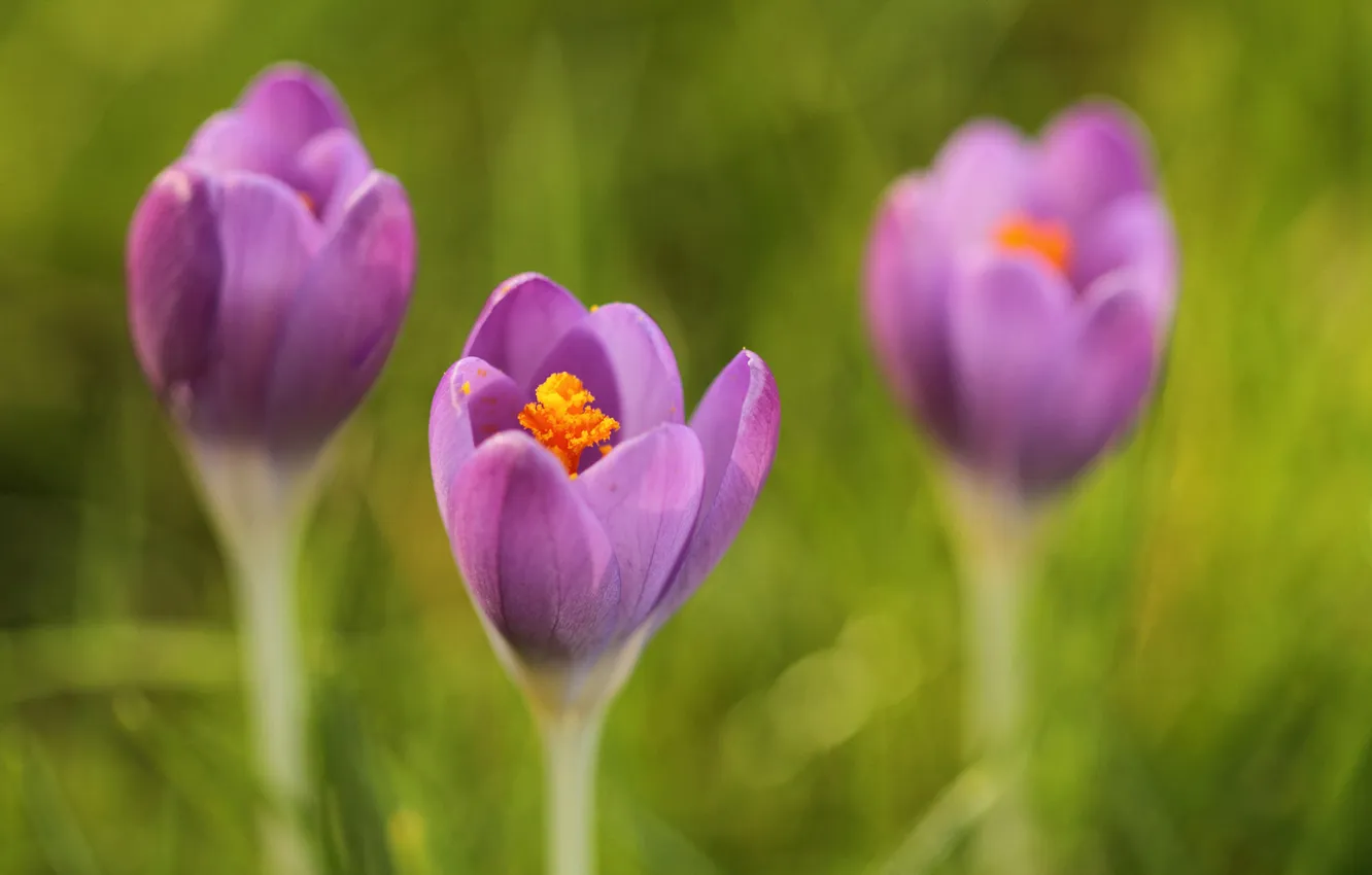Photo wallpaper greens, flowers, crocuses, lilac