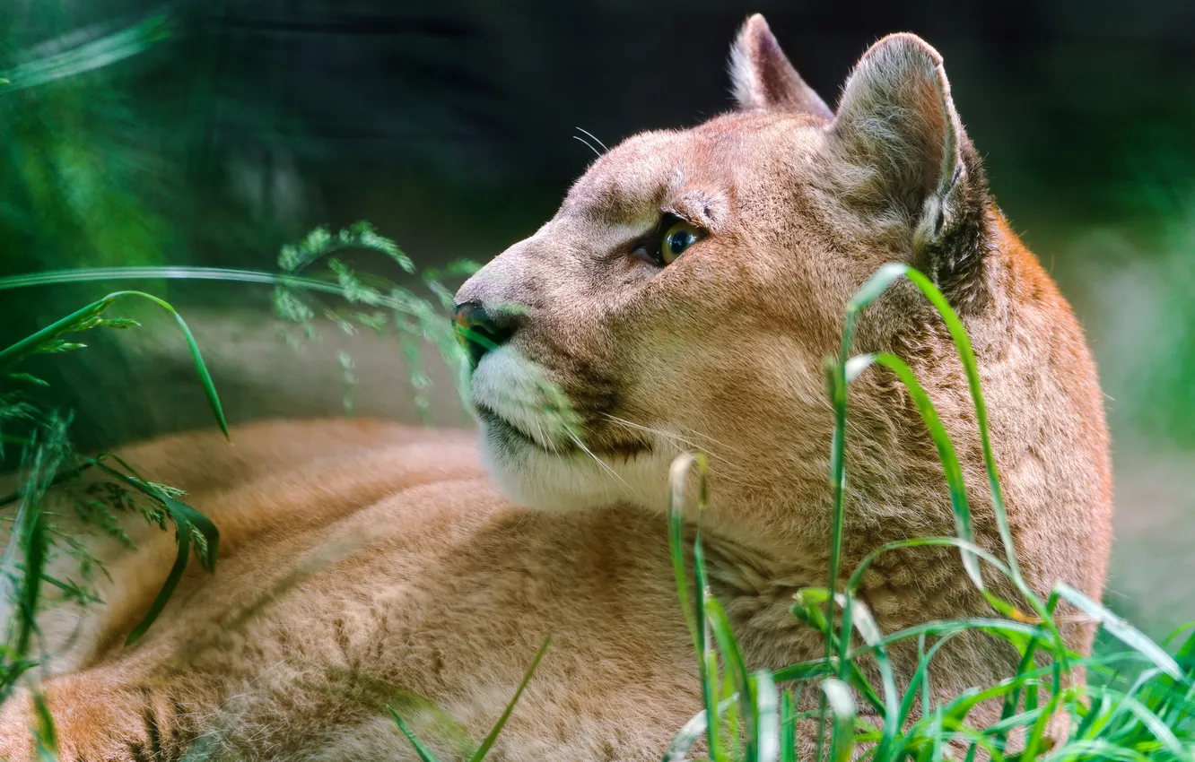 Photo wallpaper predator, Puma, Cougar