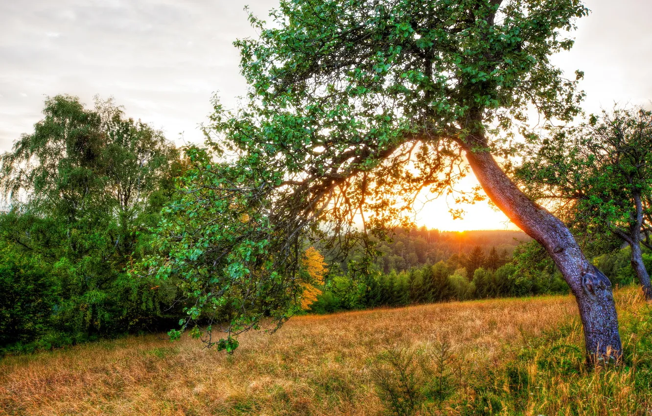 Photo wallpaper trees, sunset, nature, photo, dawn