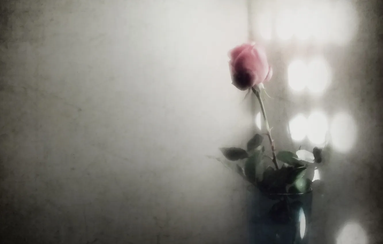 Photo wallpaper light, background, rose