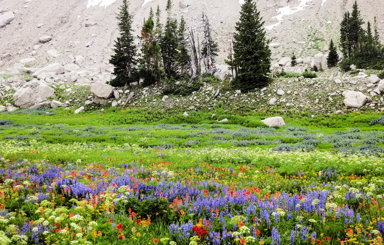 Photo wallpaper trees, flowers, mountains, stones