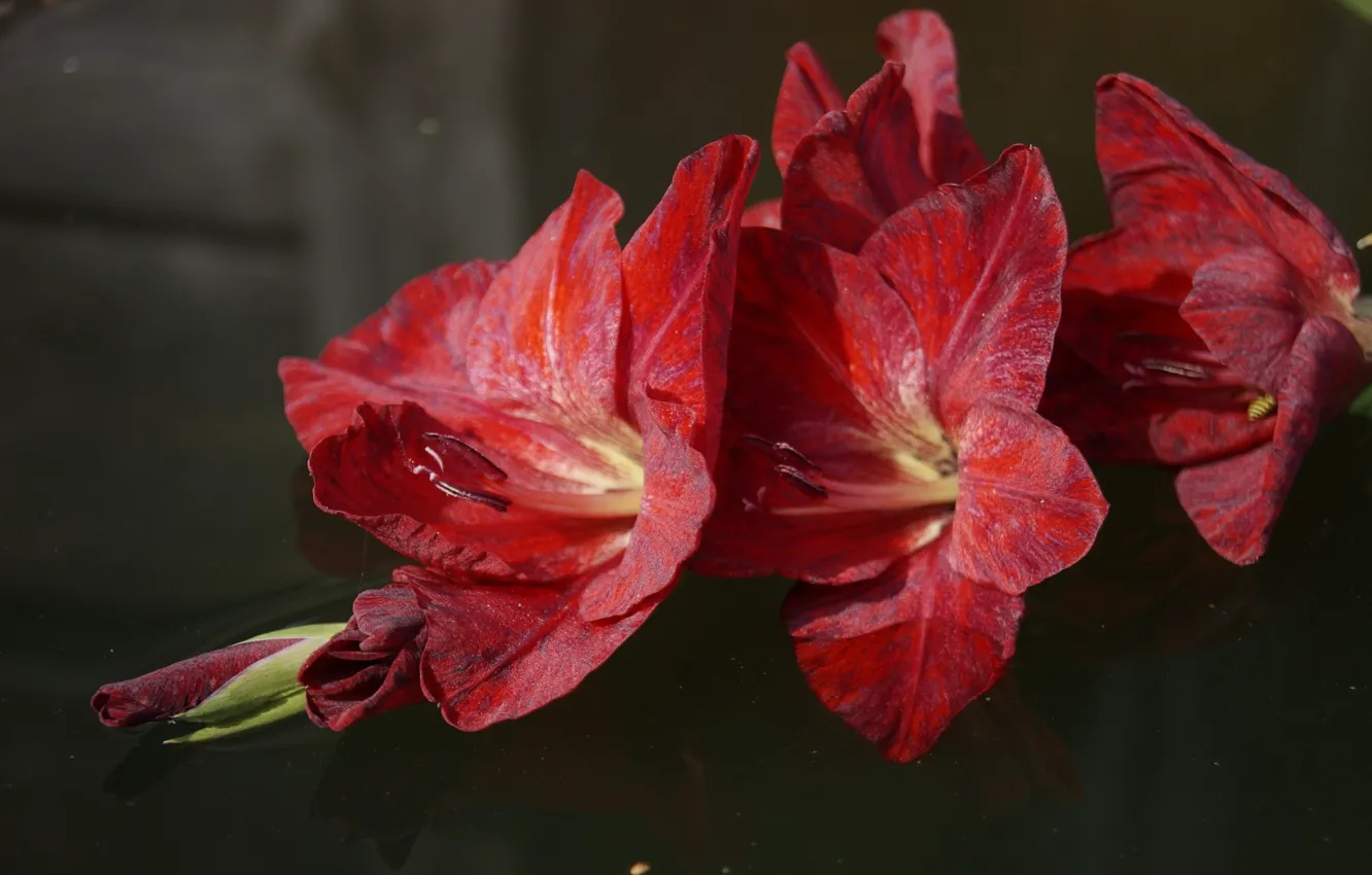 Photo wallpaper flowers, red, gladiolus, gladiolus