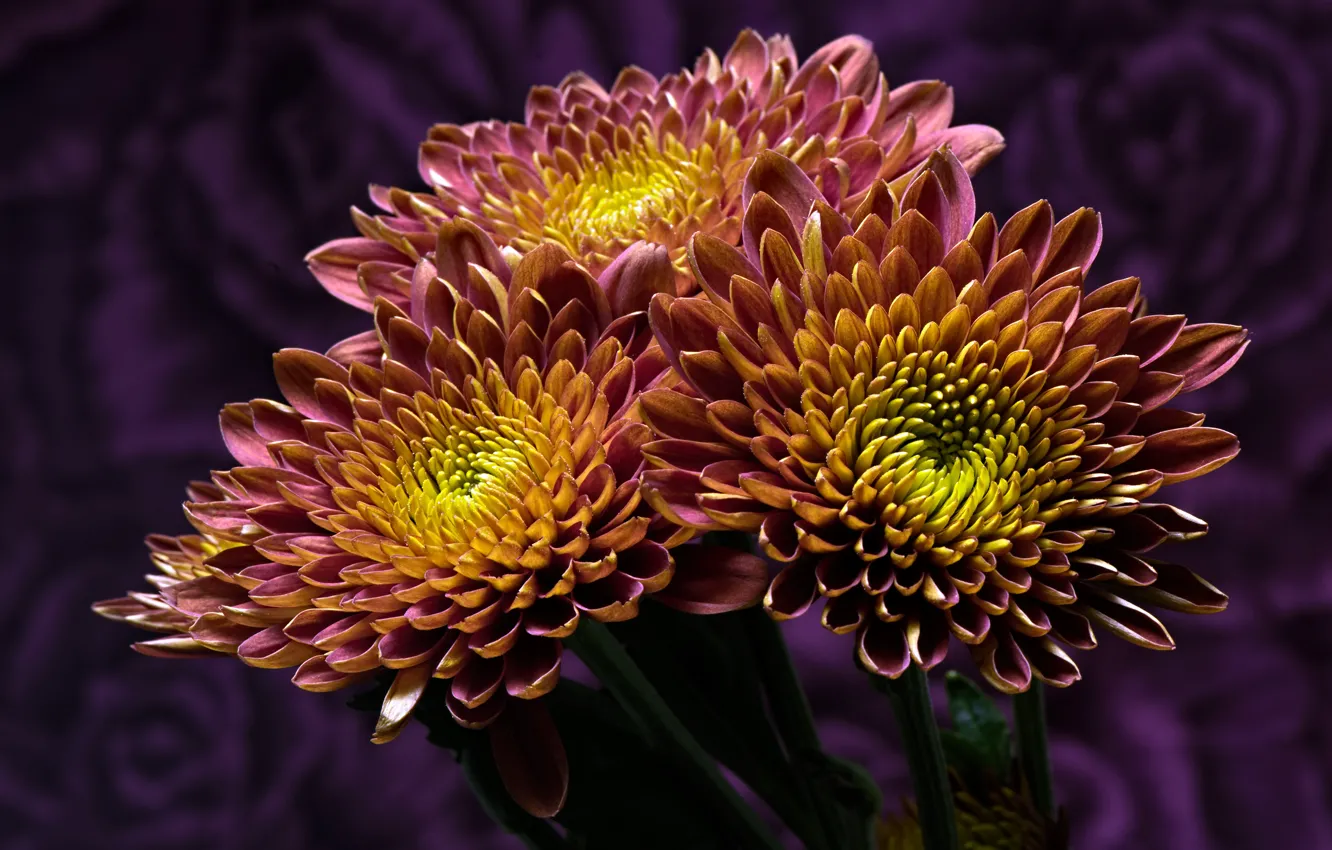 Photo wallpaper purple, flowers, close-up, yellow, background, pattern, bright, petals
