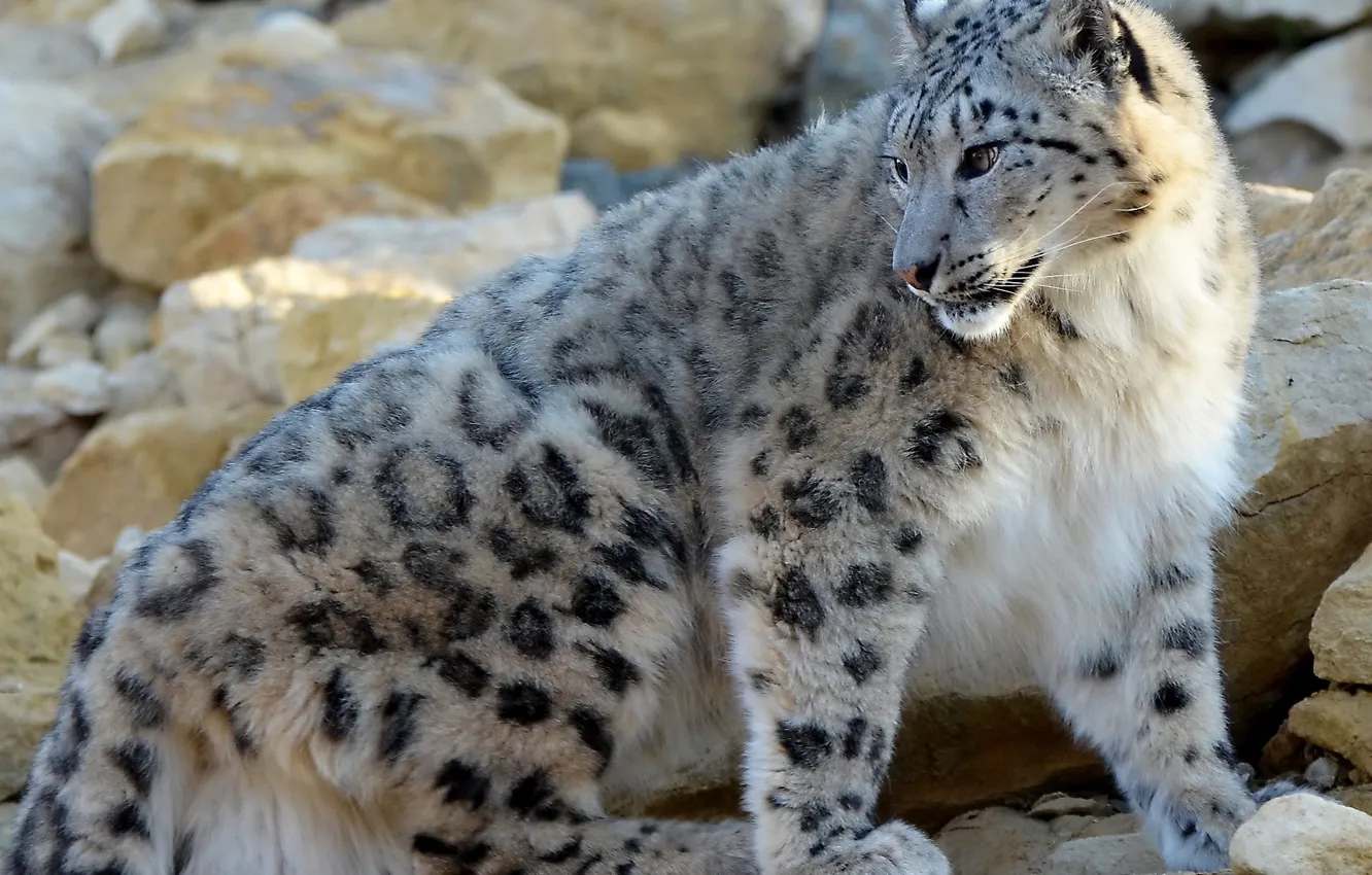 Photo wallpaper nature, predator, leopard, tail, paint