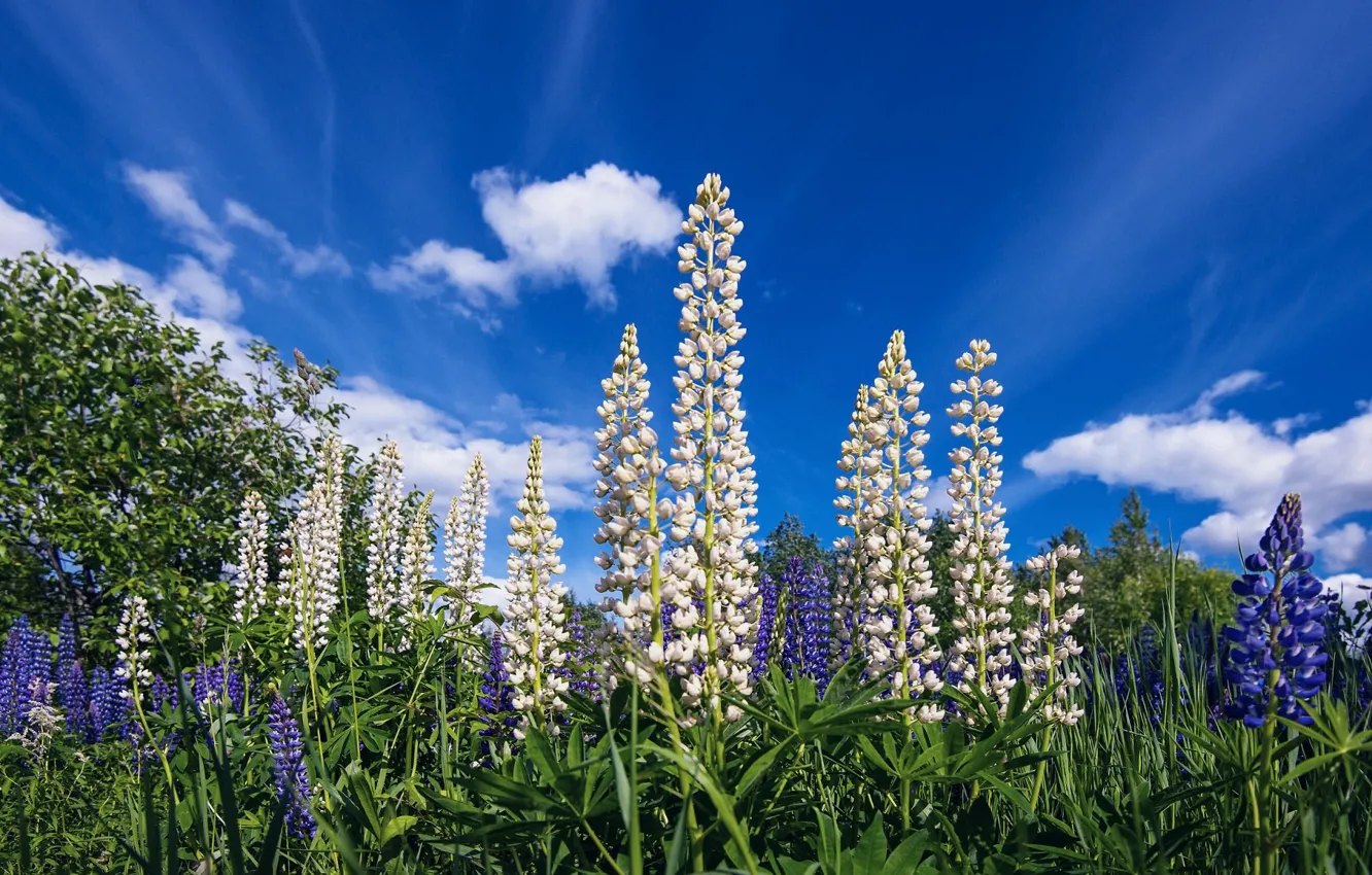Photo wallpaper summer, flowers, meadow, white flowers, Lupin