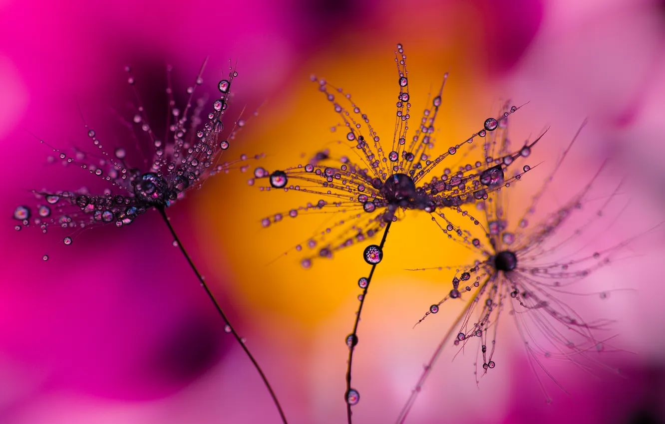 Photo wallpaper pink, flowers, macro, drops, dew