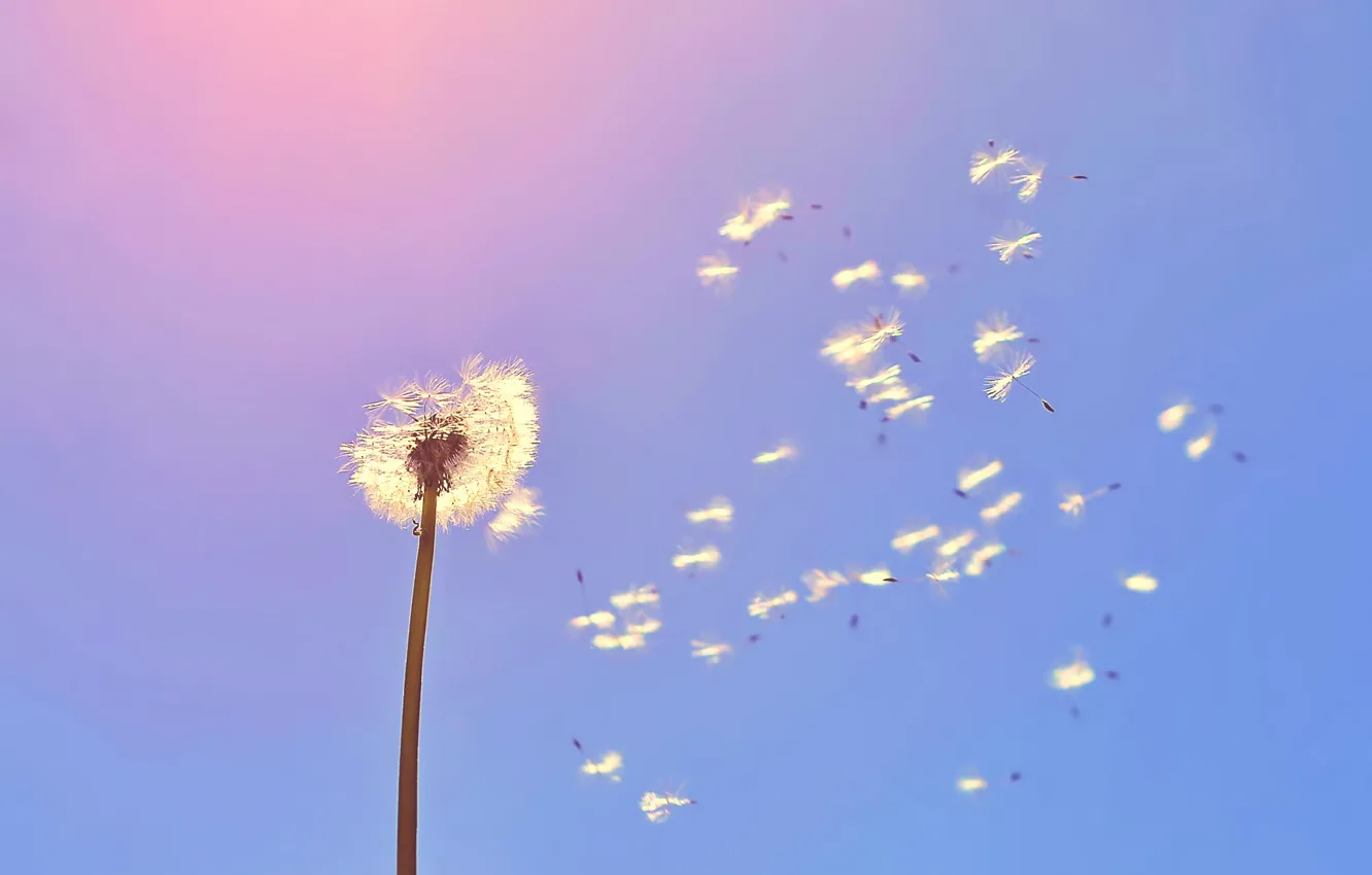Photo wallpaper summer, the sky, dandelion