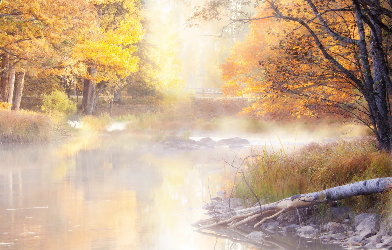 Photo wallpaper autumn, trees, fog, morning, pond