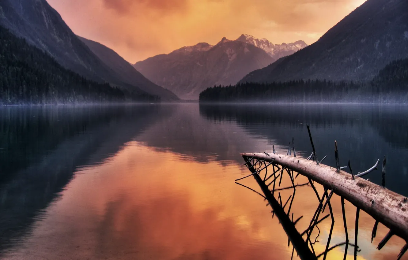 Photo wallpaper trees, branches, lake