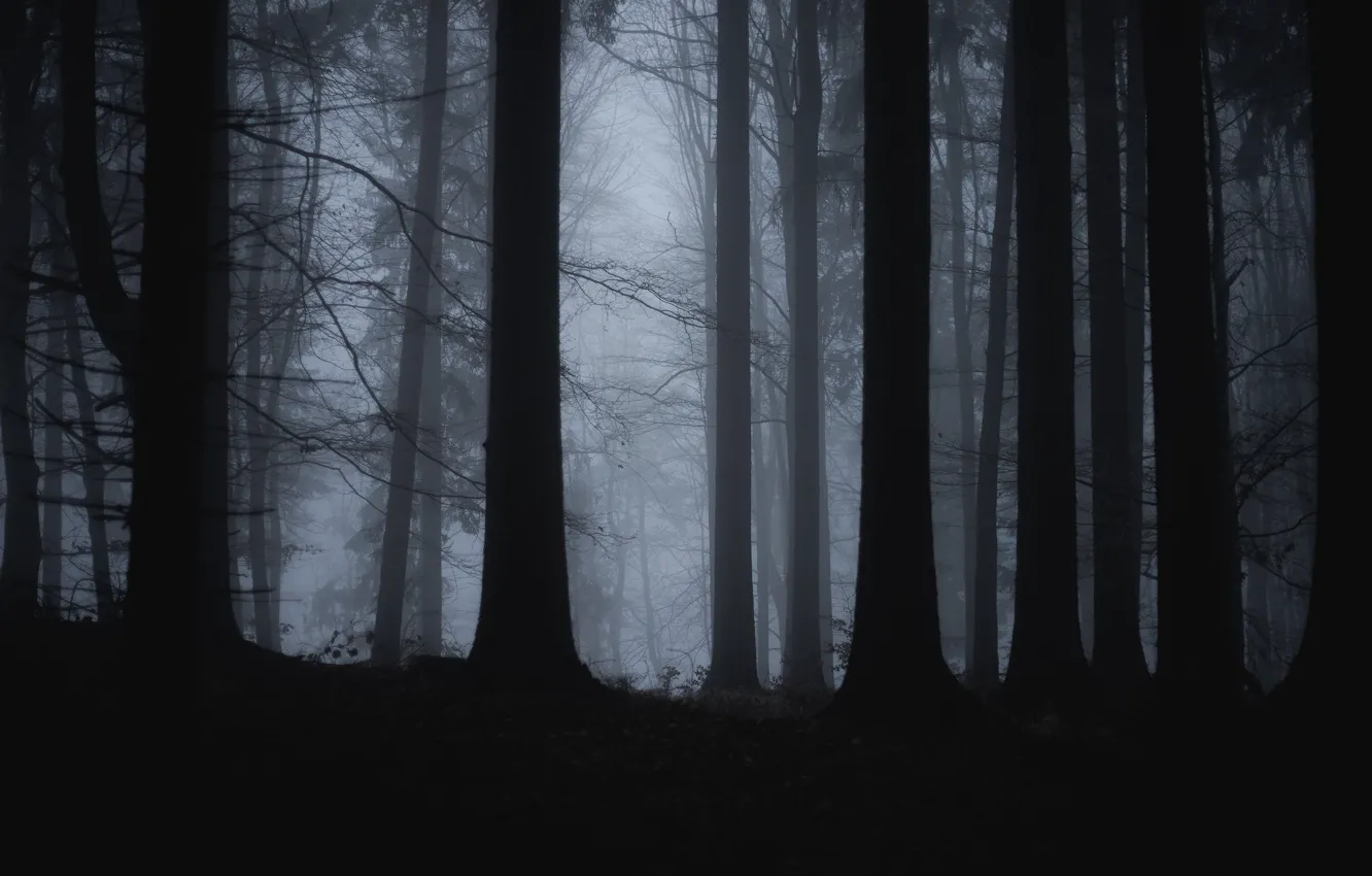 Photo wallpaper forest, trees, nature, fog, twilight, Filip Čaník