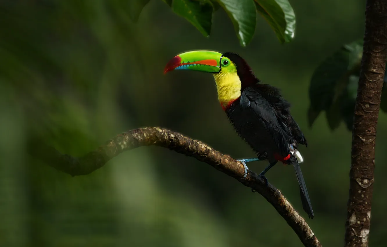 Photo wallpaper leaves, light, branches, the dark background, bird, Toucan
