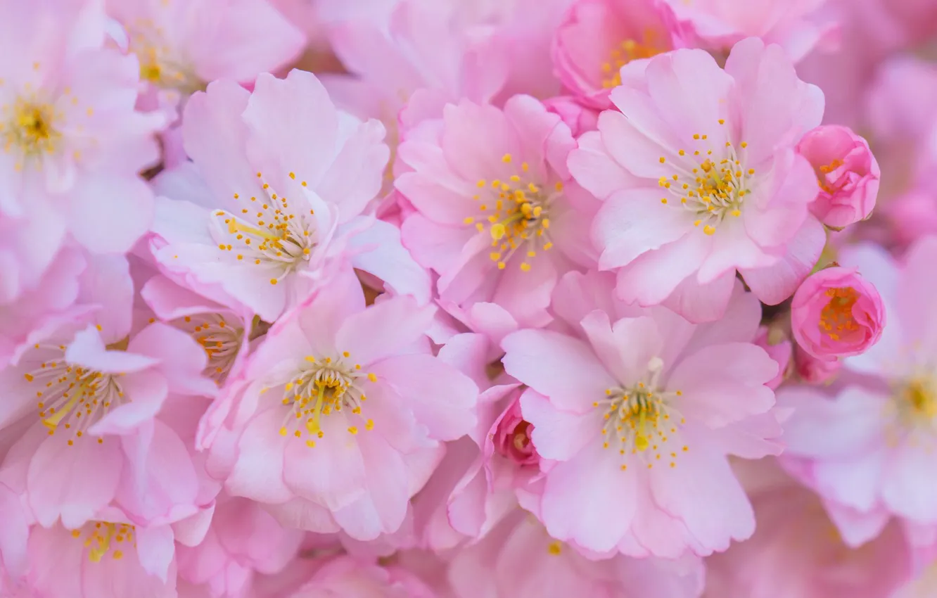 Photo wallpaper macro, flowers, cherry, Sakura, flowering