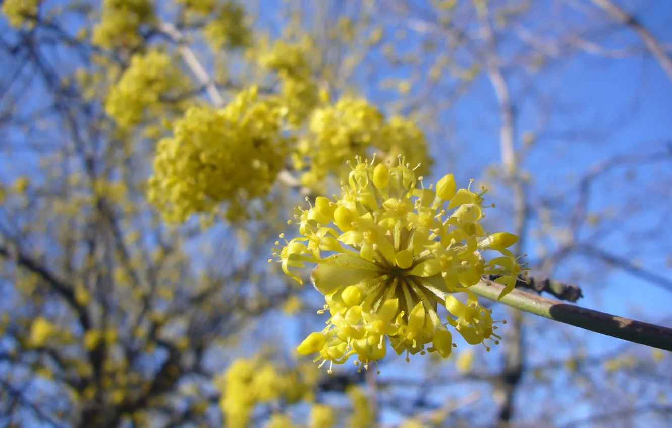 Photo wallpaper forest, spring, flowering, dogwood