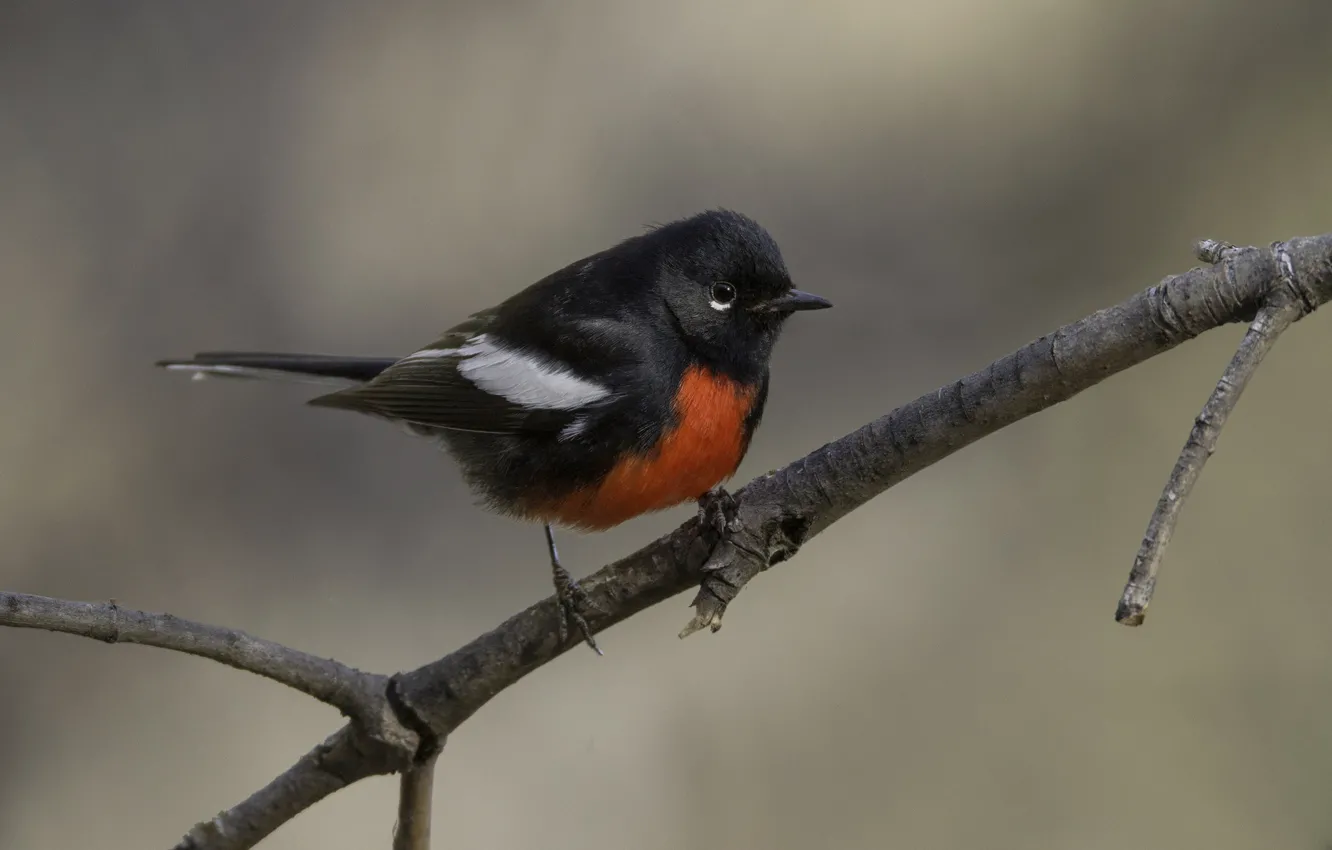 Photo wallpaper branches, bright, bird, baby