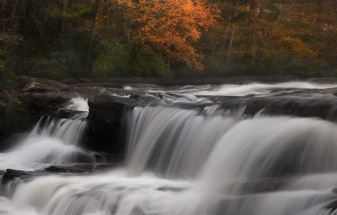 Photo wallpaper autumn, forest, trees, stones, for, foliage, waterfall, stream