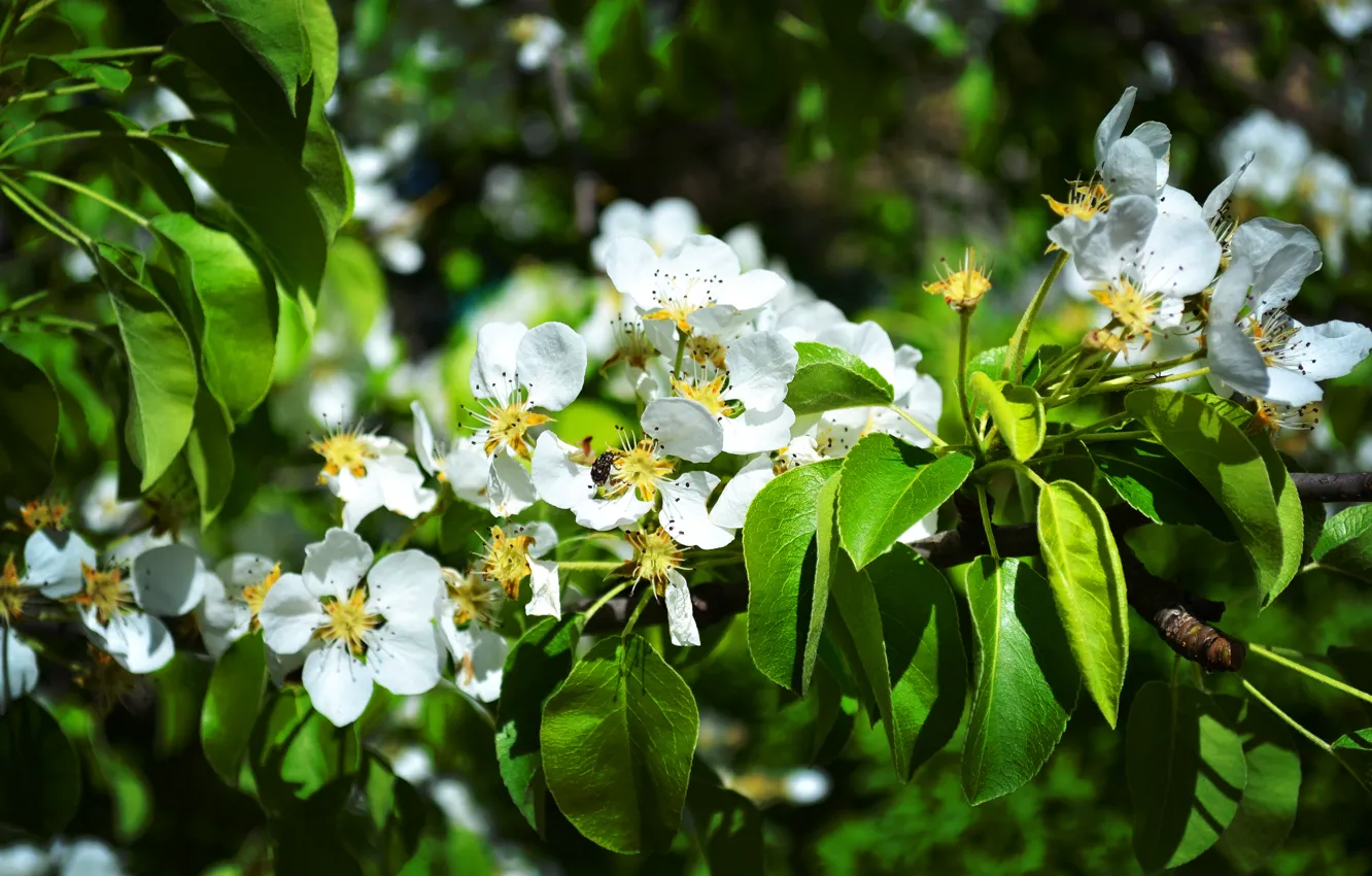 Photo wallpaper green, beetle, blooms, Apple