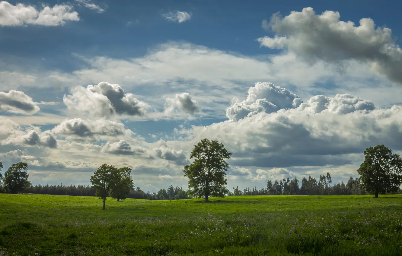 Photo wallpaper greens, field, the sky, grass, clouds, trees, blue, dal