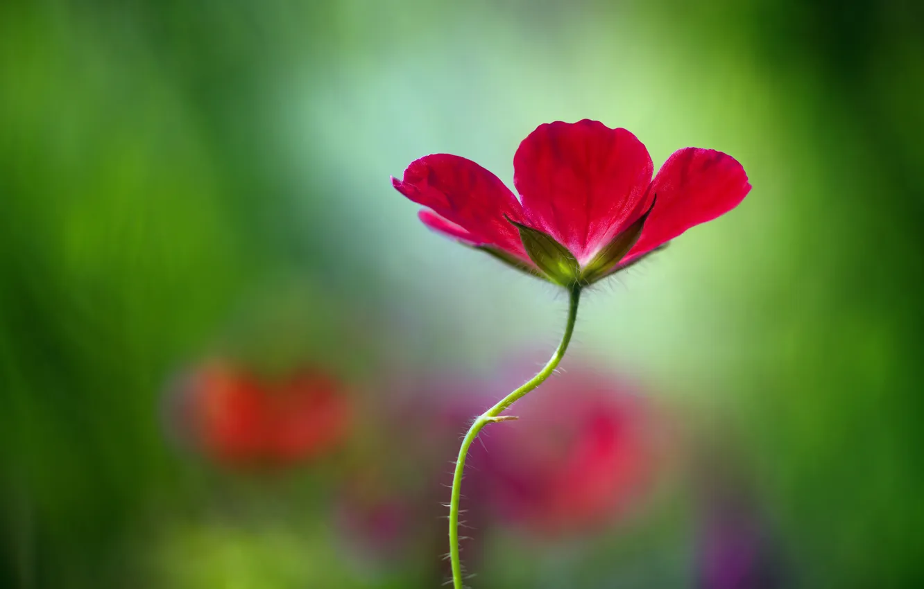 Photo wallpaper flower, macro, red
