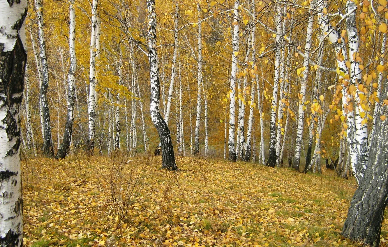 Photo wallpaper autumn, forest, mountains, stream