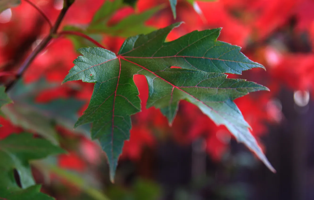 Photo wallpaper leaves, nature, plant