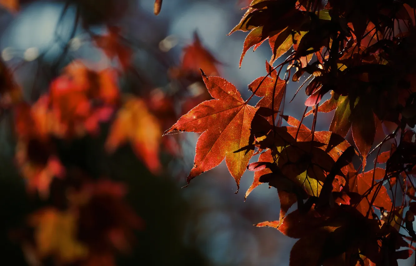 Photo wallpaper autumn, leaves, nature