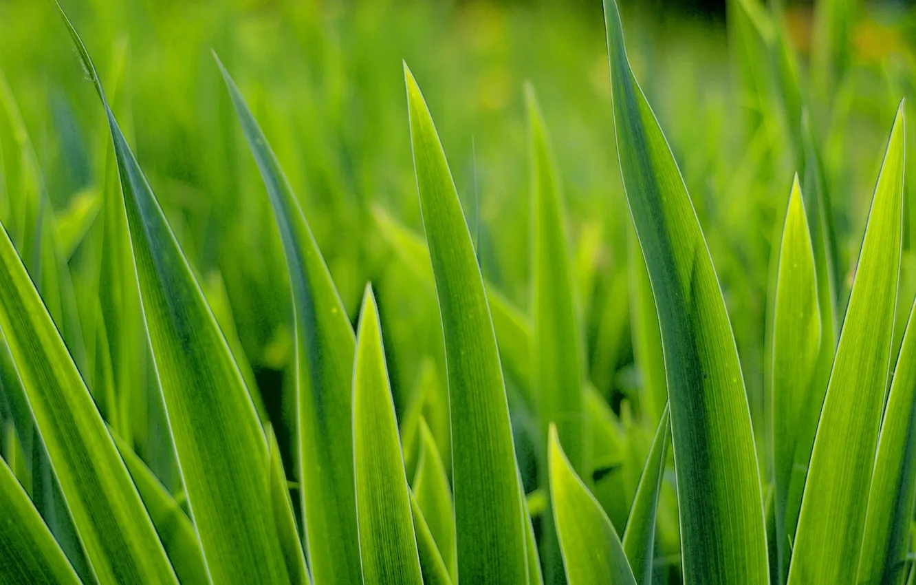 Photo wallpaper green, grass, turf