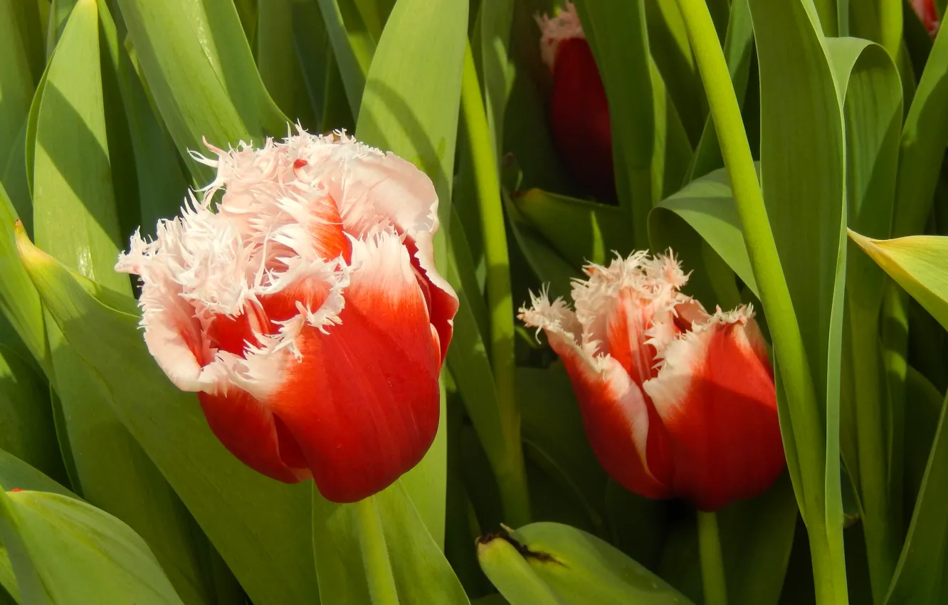 Photo wallpaper flowers, widescreen, Wallpaper, spring, tulips, wallpaper, widescreen, background