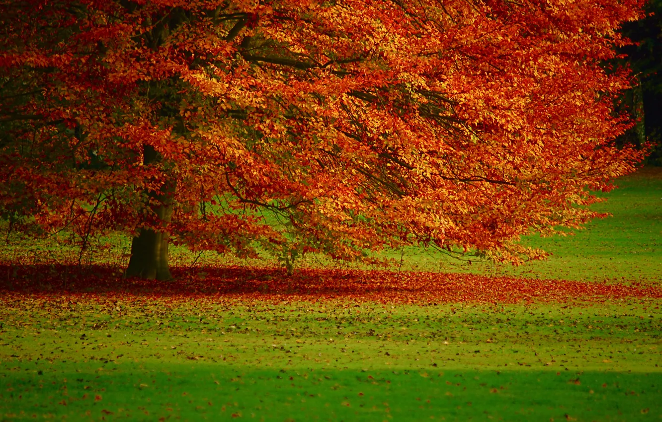 Photo wallpaper autumn, trees, foliage