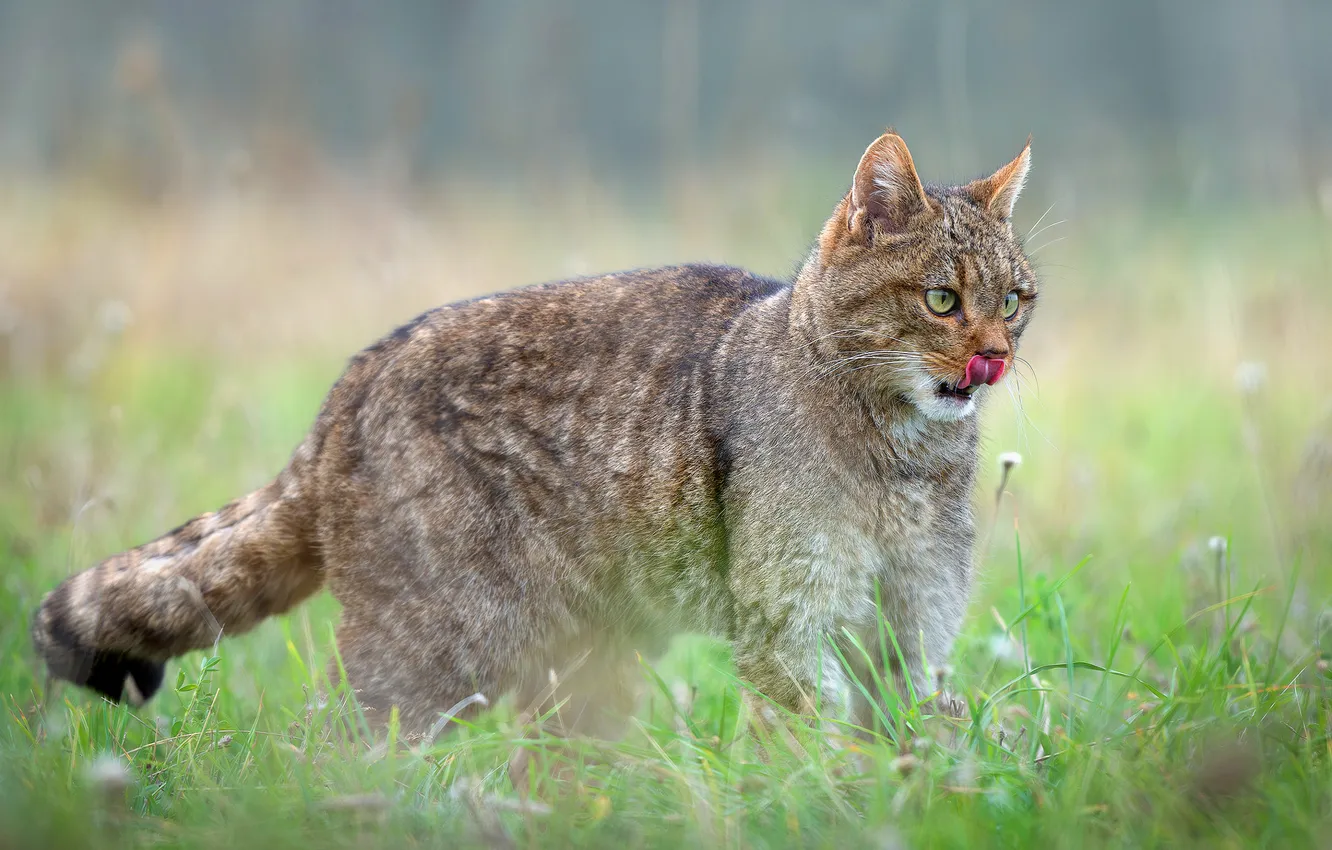 Photo wallpaper greens, field, language, grass, cat, look, pose, grey