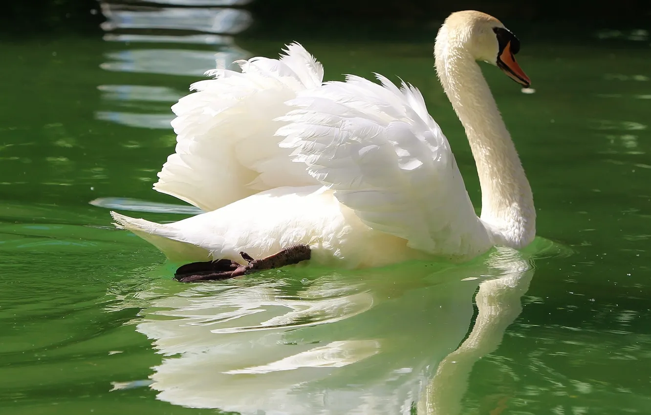 Photo wallpaper reflection, bird, wings, swans, pond, neck