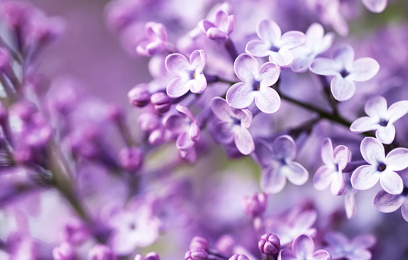 Photo wallpaper macro, flowers, lilac, branch, spring, petals, flowers, lilac