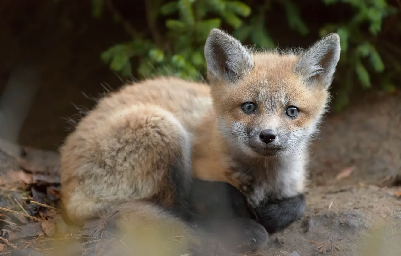 Photo wallpaper look, Fox, lies, Fox