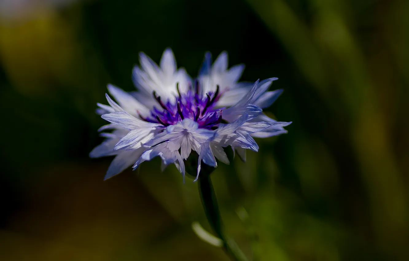 Photo wallpaper summer, macro, flowers, cornflowers