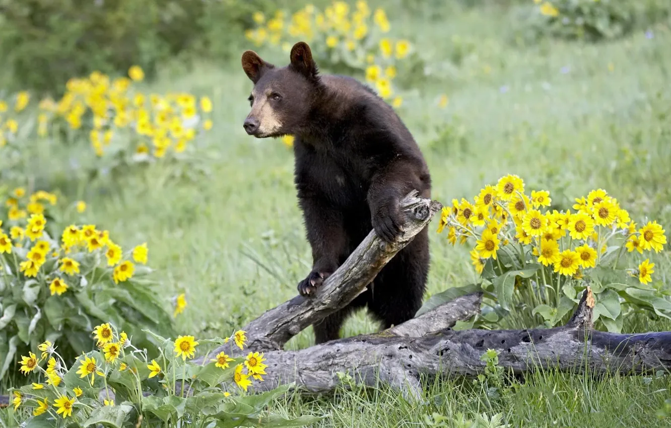 Photo wallpaper flowers, nature, bear