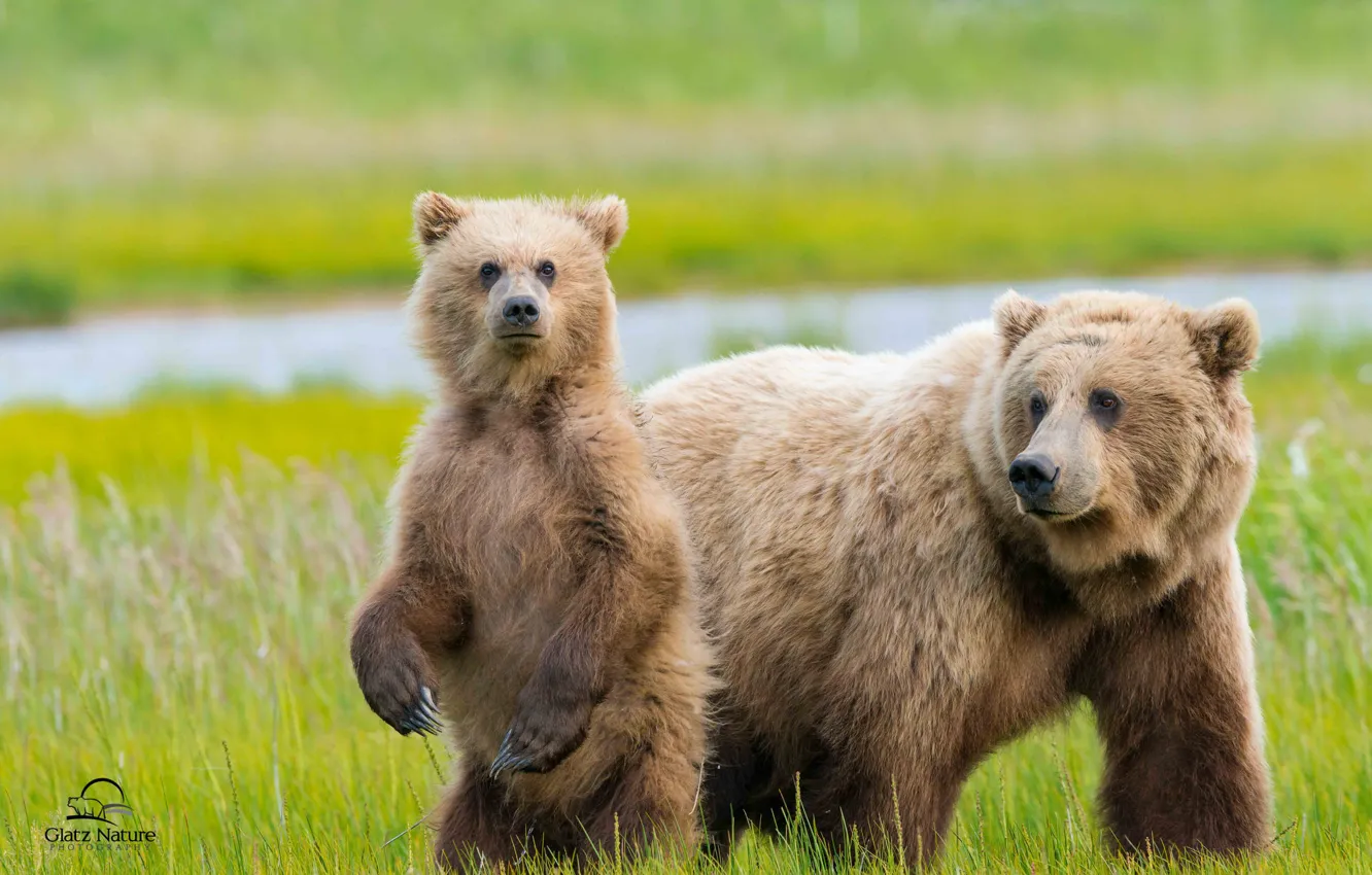 Photo wallpaper bears, Alaska, meadow, bear, cub, two, bear
