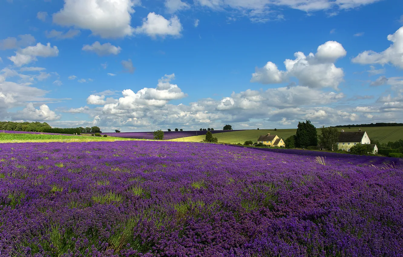Photo wallpaper field, the sky, clouds, trees, flowers, hills, home, meadow