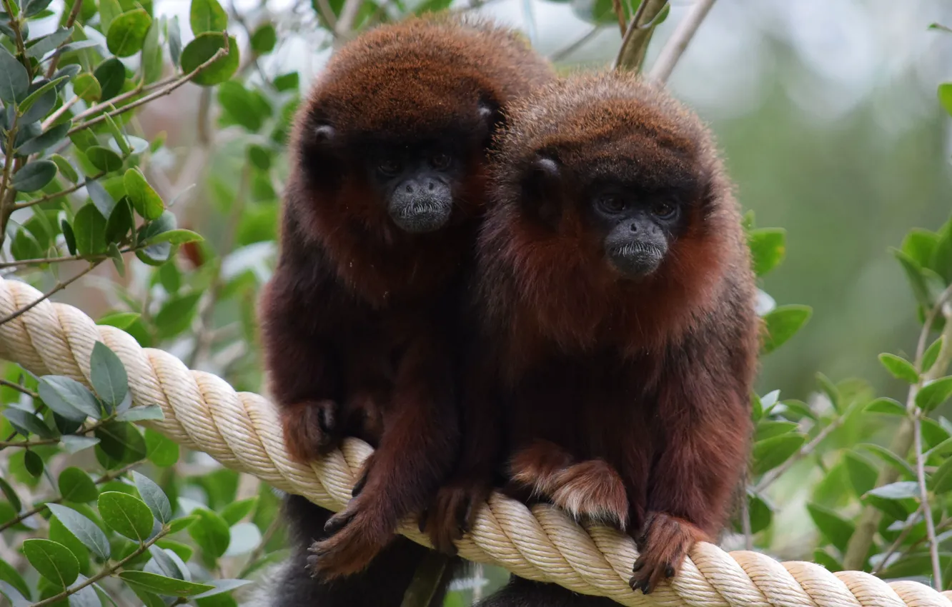 Photo wallpaper nature, monkey, rope, pair