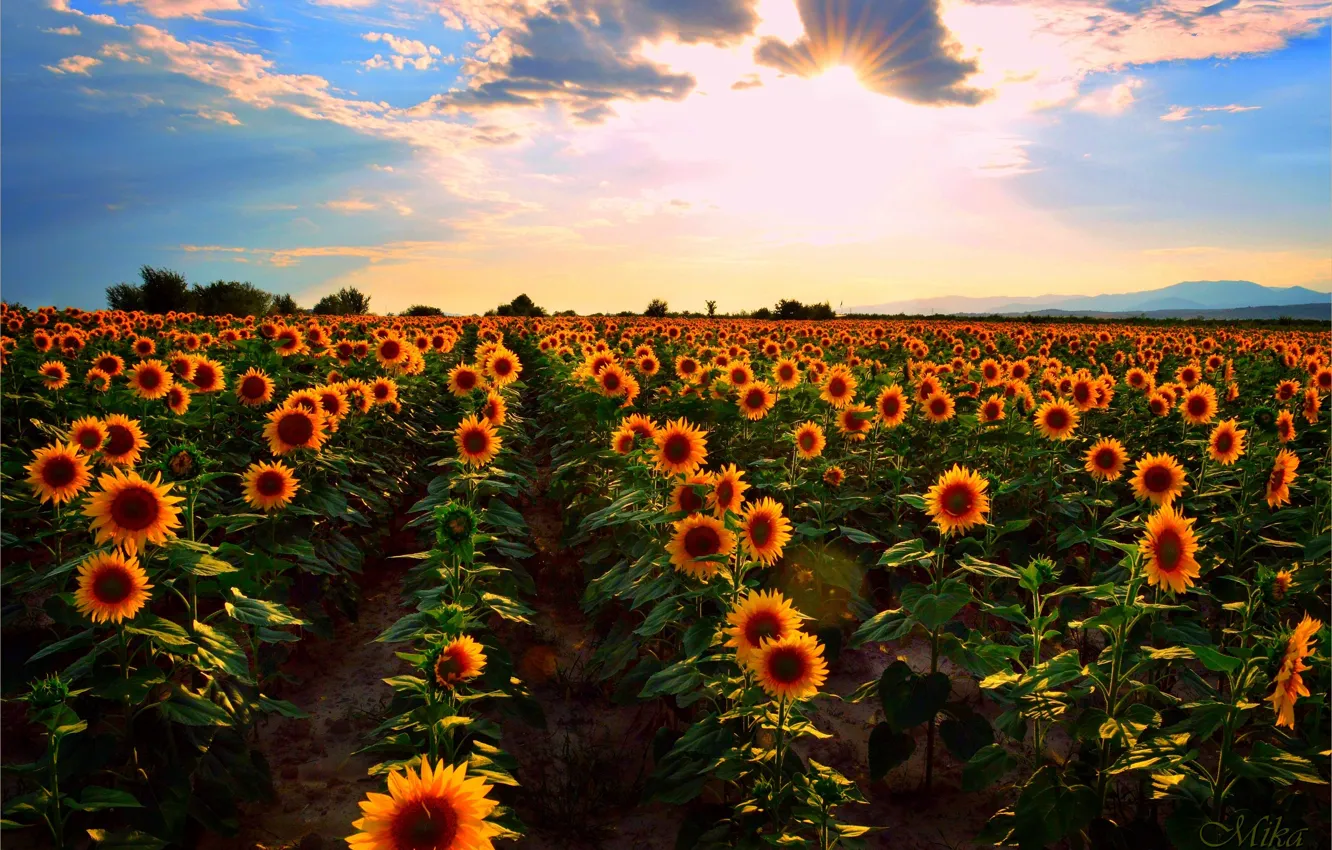 Photo wallpaper Sunset, Field, Summer, Sunflowers, Sunset, Summer, Field, Sunflowers