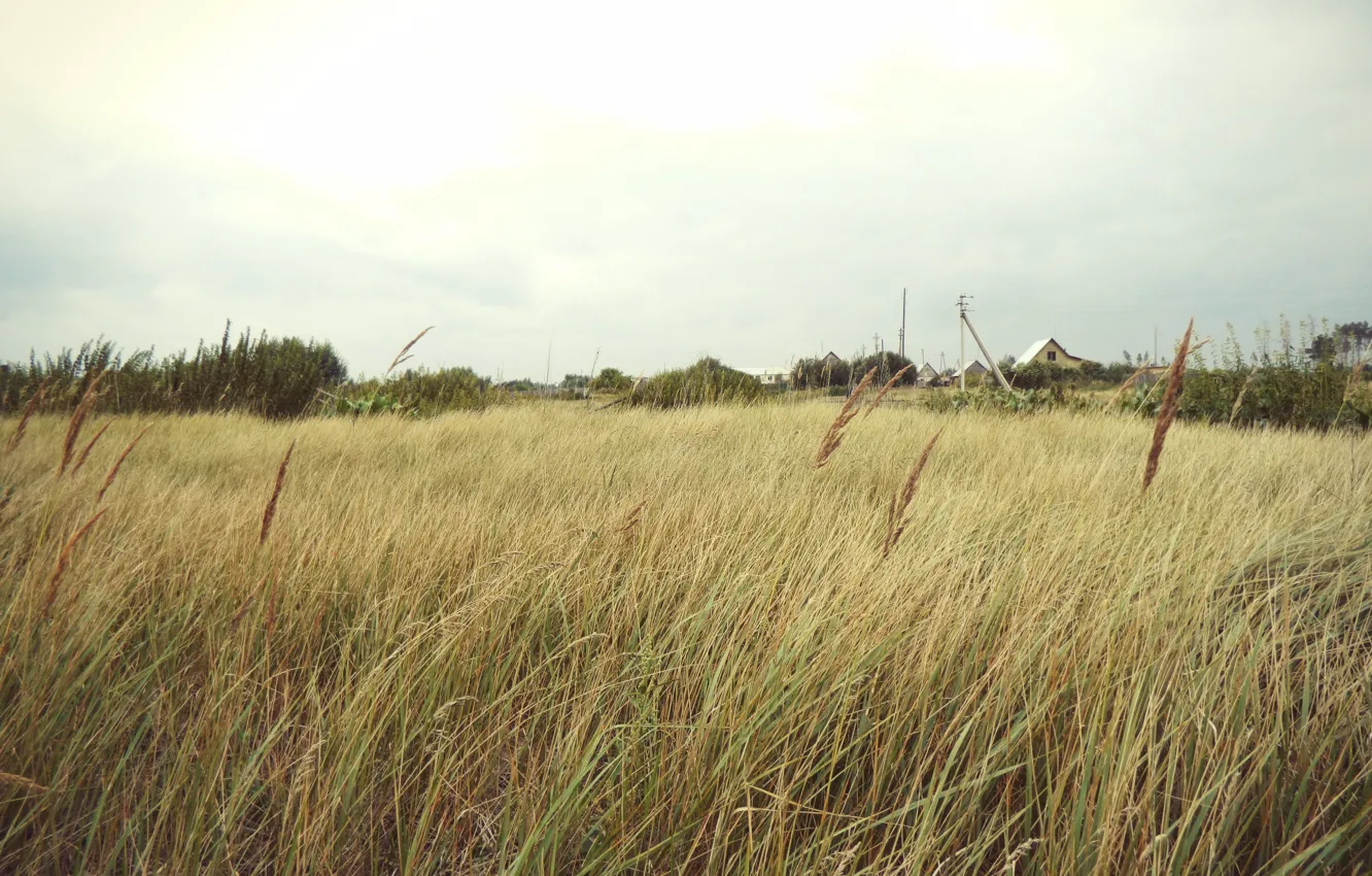 Photo wallpaper field, grass, autumn